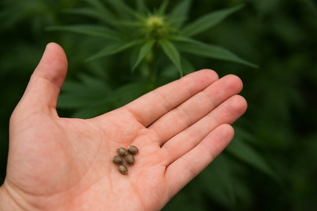 Czy nasiona marihuany sa legalne